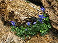 Aquilegia bertolonii