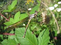 Male Diphlebia nymphoides