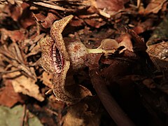 花柱は直立し、先が細長く角状に伸びた付属突起が筒口付近まで達する。