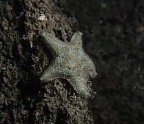 Astérie bossue (Asterina gibbosa)