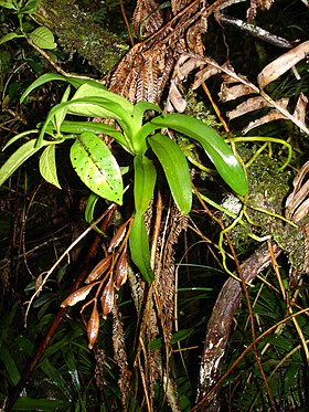 Beclardia macrostachya