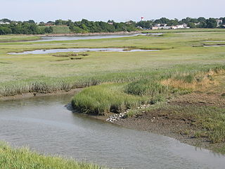 View of the marsh