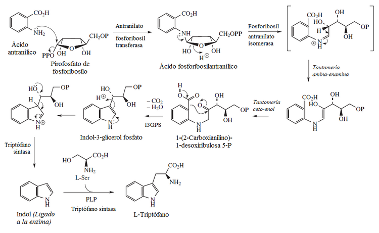 Biosíntesis del triptófano