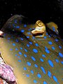 Blue spotted ray