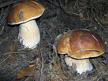 Boletus edulis