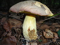 Butyriboletus fechtneri