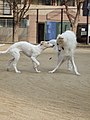 J'aurais tes pattes ? Ba t'es un Borzoi...