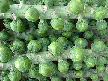 Harvested Brussels sprouts on stalks