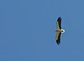 Egyptian vulture, Neophron percnopterus