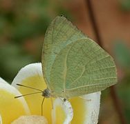 ウラナミシロチョウ Catopsilia pyranthe （ウラナミシロチョウ属）