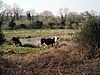 Beetley and Hoe Meadows