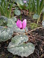 Cyclamen pseudibericum