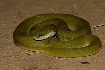 Lateral view (adult)