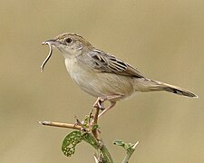 Cisticola aridulus