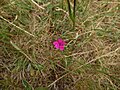 Dianthus deltoides