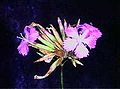 Dianthus rupicola