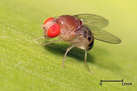 Плодовая мушка из рода Drosophila, Танзания