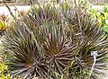 Dyckia platyphylla