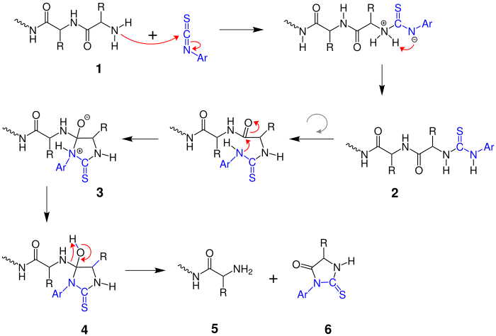 Edmann-Abbau (Mechanismus)