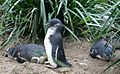 Little penguins in a zoo in Melbourne, Australia