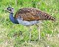 White-bellied Bustard (Eupodotis senegalensis canicollis)