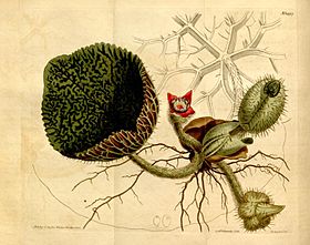 Ilustração de Euryale ferox (Curtis's Botanical Magazine, 1812).