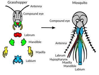 Evolution of mosquito mouthparts, with grasshopper mouthparts (shown both in situ and separately) representing a more primitive condition. All the mouthparts except the labium are stylets, formed into a fascicle or bundle.