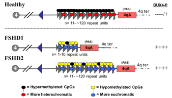 FSHD genetics and epigenetics.png