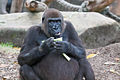 Western lowland gorilla (female)