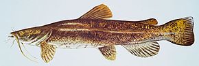 Description de l'image Flathead catfish.jpg.