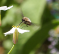 Bee fly landing on a flower