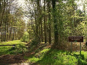 Image illustrative de l’article Forêt de Cinglais