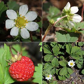 左上：花、白山（岐阜県白川村、2013年6月25日）、 右上：花背面、白山（岐阜県白川村、2016年5月31日）、 左下：果実（岐阜県白川村、2016年7月23日）、右下：全体、燕岳（長野県安曇野市、2015年6月29日）