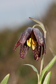 Dark flower