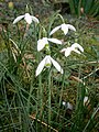 Galanthus reginae-olgae