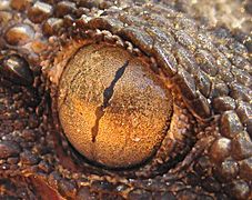 A gecko with 'thin string of pearls' pupils