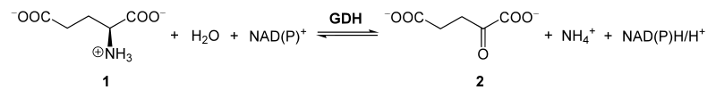 Desaminación oxidativa del glutamato .