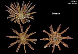 Goniocidaris tubaria du Muséum National d'Histoire Naturelle