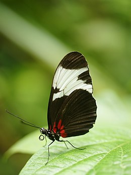 Heliconius sapho