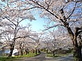 春の飯野堰堤公園