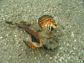 Inimicus filamentosus (filament-finned stinger or two-stick stingfish)