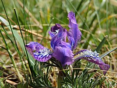 Iris tigridia