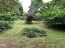 Süntelbuchen im Arboretum Wöllstein