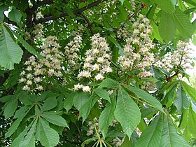 Castanheiro-da-índia (Aesculus) em flor.