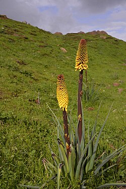 Kniphofia foliosa (Xanthorrhoeaceae).