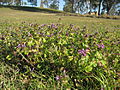 Lamium amplexicaule as an invasive species in Australia.