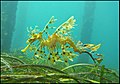 Sea dragons camouflaged to look like floating seaweed live in kelp forests and seagrass meadows.[398]