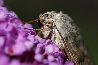 Closeup of its compound eye