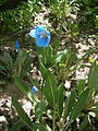 Meconopsis grandis