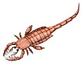 Mixopterus, a sea scorpion.